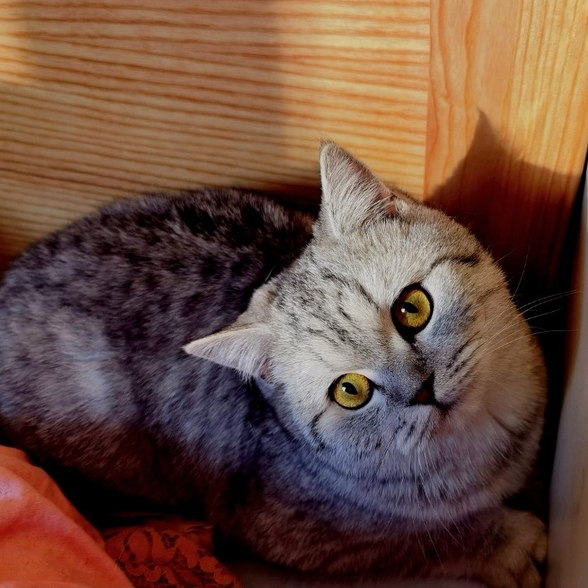 Love Legend small image