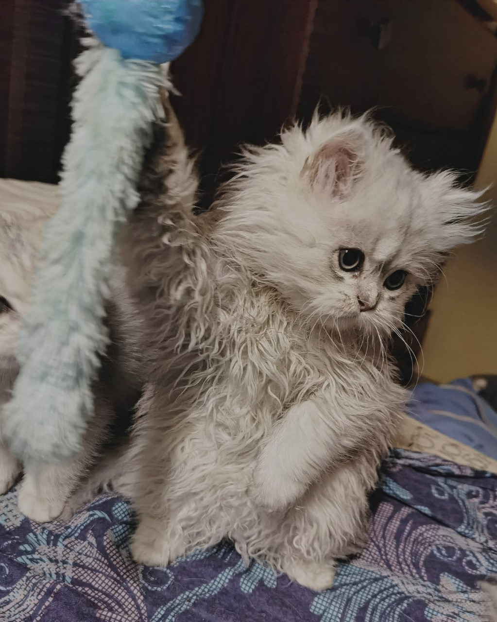 Love Legend big image